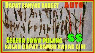 47 Bambu Unik Asli Alami