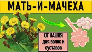 МАТЬ-И-МАЧЕХА средство от КАШЛЯ и ПРОСТУДЫ: лечебные свойства. Рецепты, как заваривать (трава детям)