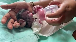 POOR Newborn Baby Monkey Shiba So Hard To Drink Milk