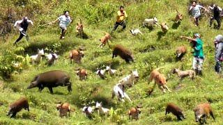 TRENDING‼️AKSI BRUTAL MENGEJAR BABI HUTAN||ADEGAN PERBURUAN TERBAIK|MOMEN BERBURU BABI HUTAN VIRAL