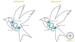 Avian Anatomy Basics