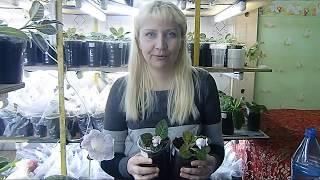 ПОСАДКА КЛУБНЕЙ ГЛОКСИНИЙ, КУПЛЕННЫХ В МАГАЗИНЕ !How to grow gloxinia part №30