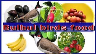 Bulbul birds/Red vented bulbuls food, #Indianbulbul