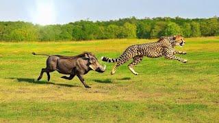 Warthog Turbo's Ultimate Defense: Outsmarting a Cheetah