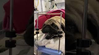 Short story on brachycephalic positioned for surgery