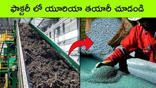 Urea fertilizer making process in factory | See how these products are made in factory | BMC Facts