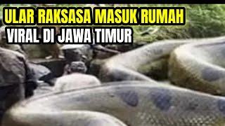 Gempar ular raksasa terbesar di dunia masuk rumah viral Jawa Timur