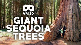 VR180 Giant Trees at Sequoia & Kings Canyon National Parks Virtual Tour | 3D VR Insta360 EVO