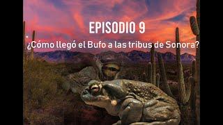 ep9 ¿Cómo llegó el Bufo a las tribus de Sonora? - Isaac Romo