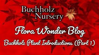 Flora Wonder | Buchholz Plant Introductions (Part 1) Featuring Fairy Hair Japanese Maple