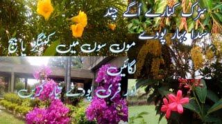 Top 5 Road side Plants / trees  | Permanent flowering plants  | Amaltas , Kaneer etc |