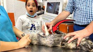 قطة شفا حامل أول مرة تسوي سونار !!Cat Pregnancy Ultrasound