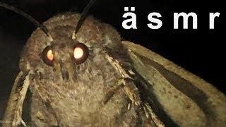 [ASMR] The Moth and the Lamp: A Binaural Audio Experience