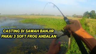 CASTING GABUS / HARUAN DI SAWAH BANJIR ,TEST 3 JENIS SOFT FROG ANDALAN LANGSUNG DISAMBAR