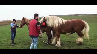 very big horse mating  | animal mating video