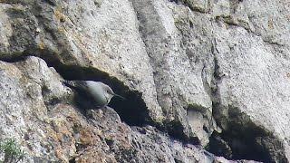 Wallcreeper - Tichodroma muraria - Tichodrome - Rotskruiper / Dinant - Belgium / 31-12-2014