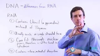 DNA vs RNA (Know These 4 Differences!)