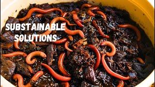 How To Maintain HEALTHY Worm Bin For Beginners