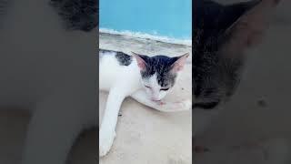 kimon lagi mandi mandi cuy || kucing lucu