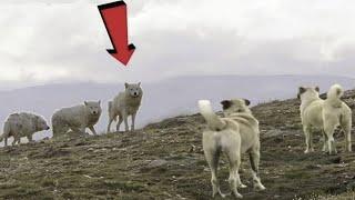 2 KANGAL Vs Wolves, KANGAL IN ACTION!