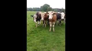 Curious Cattle