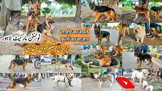 Latest Video Dogs Ki Mandi 25 Aug | Tollinton Market Lahore Exploring with YASIR Special Dogs Market