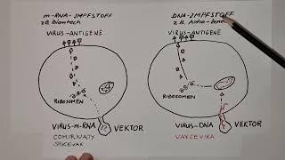 Wie FUNKTIONIEREN die verschiedenen VAKZINE? – Klassische vs. moderne Verfahren  | lessonsathome