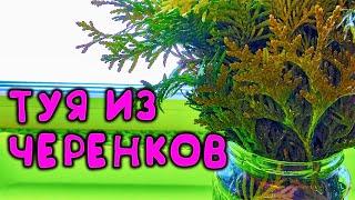 САЖЕНЦЫ ТУИ БОЛЬШЕ НЕ ПОКУПАЮ, ВЫРАЩИВАЮ САМ В ЛЮБОМ КОЛИЧЕСТВЕ, КАК РАЗМНОЖИТЬ ТУЮ