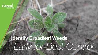 Identify Kochia, Waterhemp & Other Weeds Early for Best Control