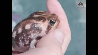 Squeaky Rain Frog sneezing sound 吱吱叫的饅頭蛙