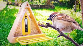 I have THE BEST Smart Camera Bird Feeder that Attracts Birds!