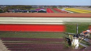 Bulb fields (Tulips) Goeree-Overflakkee