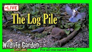 LIVE -The Log Pile Lincolnshire Wildlife Garden Cam 02