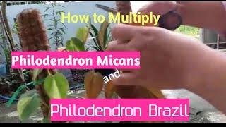 How to Propagate Philodendron Micans and Philodendron Brazil /  KANDHAKNO WONG