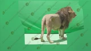 Lion standing green screen video 93. Green screen animals stock footage.