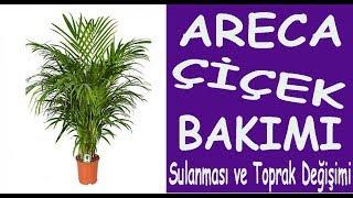 Areka (areca) çiçeğinin bakımı, sulanması ve toprak değişimi. Care of Areca (isca) flower