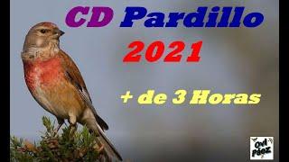 CD Pardillo 2021