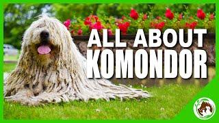 Komondor: The Amazing Hungarian Dog Breed