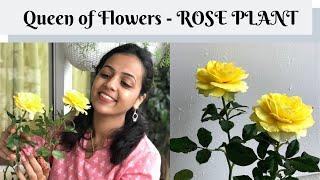 How to care for Rose plant | Garden Vibes