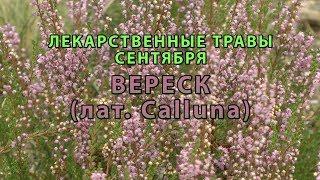 Лекарственные растения сентября "Вереск"