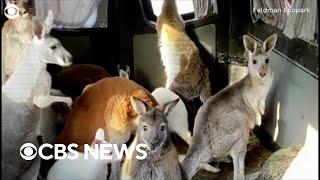 Ukrainian zookeeper evacuates kangaroos and tapirs from Kharkiv zoo damaged by Russian shelling