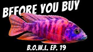 Let's REVIEW Fish Selling Websites LIVE  B.O.W.L. Ep. 19