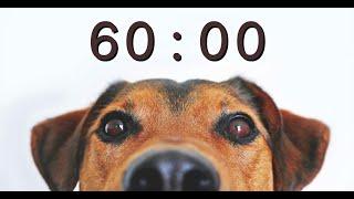60 Minute Timer for School and Homework - Dog Bark Alarm Sound