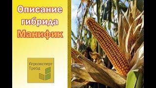 Кукуруза Манифик  - описание гибрида , семена в Украине