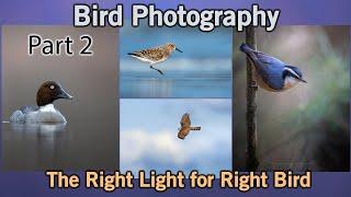 The Right Light for the Right Bird - Part 2