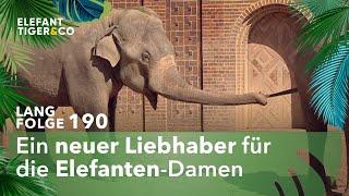 Der neue Casanova aus Hannover (Langfolge 190) | Elefant, Tiger & Co. | ARD