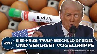 USA: Eier-Preise explodieren! 15 Dollar für zwölf Stück | Präsident Donald Trump beschuldigt Biden