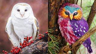 TOP 15 BEAUTIFUL Owl Species