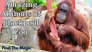 Meet The Incredible Animals Of Blackpool Zoo!