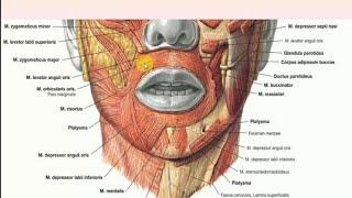 آناتومی سر و گردن: صورت و اسکالپ